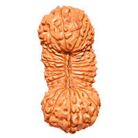 24 Mukhi Navgraha Rudraksha